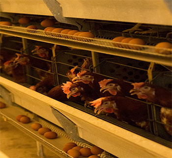 Ptizefabrika_Bashtanka