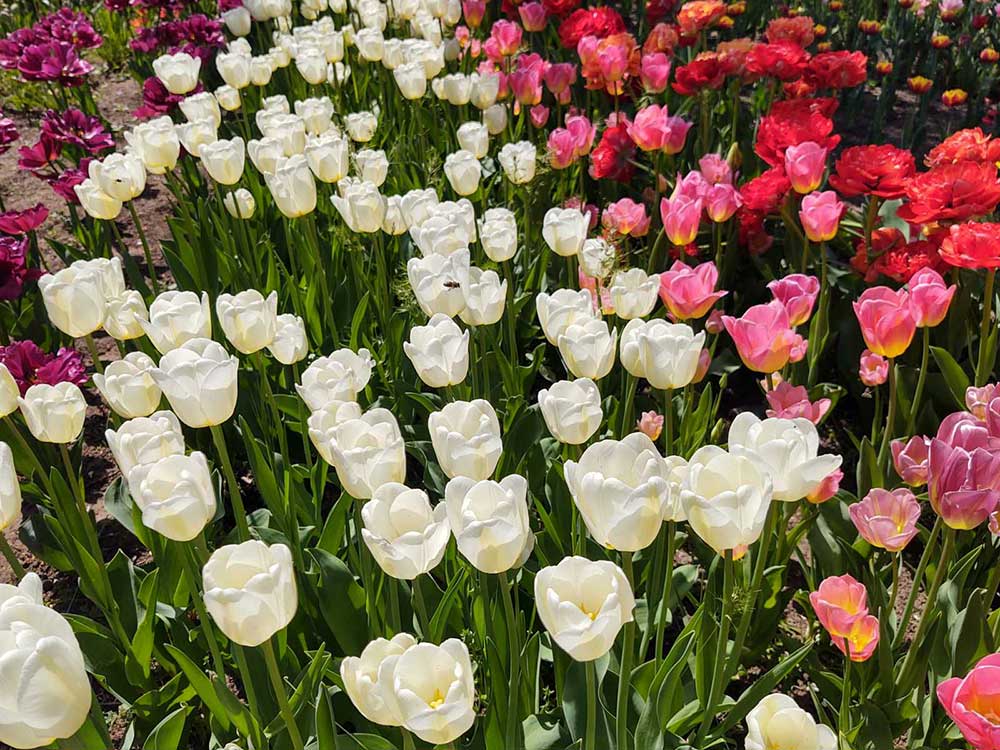 Херсонський ботанічний сад. Цвітуть тюльпани 